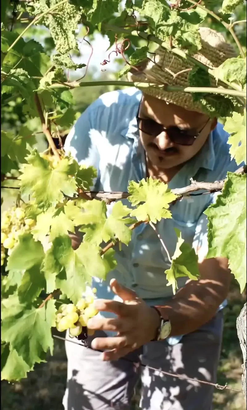 L'uva delle nostre viti